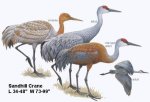 Sandhill crane