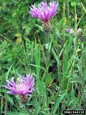A picture named spottedknapweed.jpg