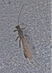 Arapahoe snowfly