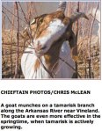 Goat munching tamarisk via The Pueblo Chieftain