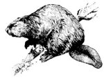 North American beaver (Castor canadensis)