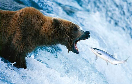 A picture named grizzlyfishing.jpg