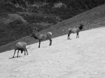 Elk on Trail Ridge Road August 2011