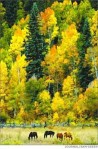 doloresriveraspens