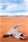 desertcowskull