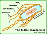 E.coli Bacterium