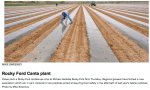 Arkansas Valley cantaloupe planting April 2012 photo via The Pueblo Chieftain