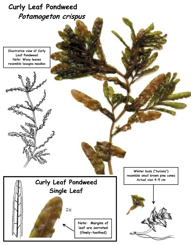 curlyleafpondweed.jpg