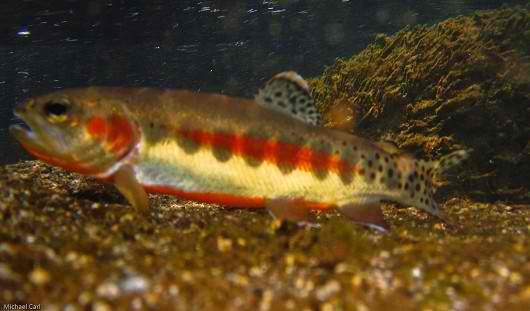 goldentrout.jpg