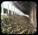 Sugar beets back in the day via UC Berkeley