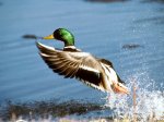 mallardducktakingflight