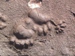 Bear tracks in the mud near Big Thompson River west of Loveland via Craig Young