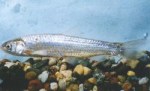 Rio Grande Silvery Minnow via Wikipedia