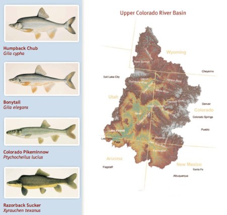 Upper Colorado River Endangered Fish Recovery Program