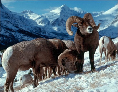 Bighorn Sheep Rams via the USGS