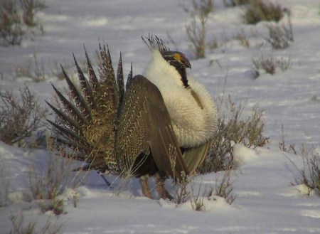 Greater sage-grouse via Idaho Fish and Game