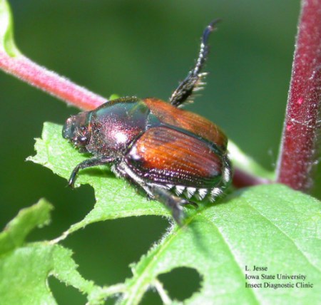 Japanese Beetle via Iowa State University (L. Jesse)