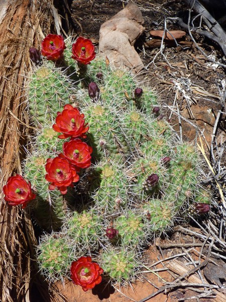 King Cup Cactus via American Southwest