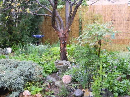 Mrs. Gulch's Moon Garden May 11, 2014
