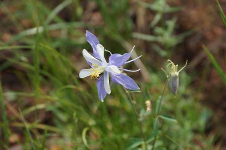 columbine072014hobbs