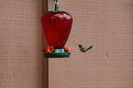 throughprivatewindowsfreewildnurturedhobbs072014