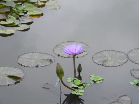 Water lily Powell Gardens near Kansas City, Missouri