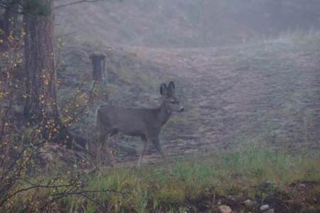 lastspringsfawngreghobbs09292014