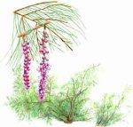 Tamarisk