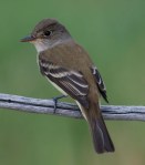 Southwestern Willow flycatcher