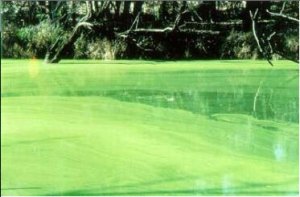 Blue-Green algae bloom