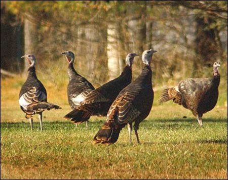 wildturkeys
