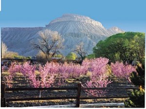 Palisade peach orchard