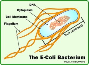 E.coli Bacterium