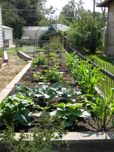Mrs. Gulch's vegetable garden 2012