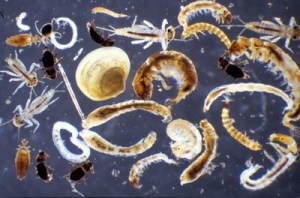 Macro Invertebrates via Little Pend Oreille Wildlife Refuge Water Quality Research