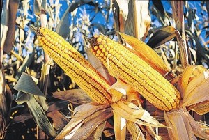 Monsanto droughtgard corn via Real Science