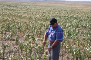 droughtcornfieldnorthdakotastate