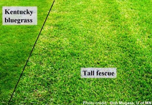 kentuckybluegrassvsfescueviamowersource