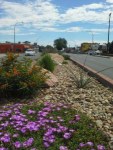 Looking for more inspiration? After taking a drive down West Colfax Avenue, check out the xeriscape demonstration gardens at Kendrick Lake in Lakewood. 
