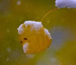 This is what it looks like when it starts snowing in Colorado in October!