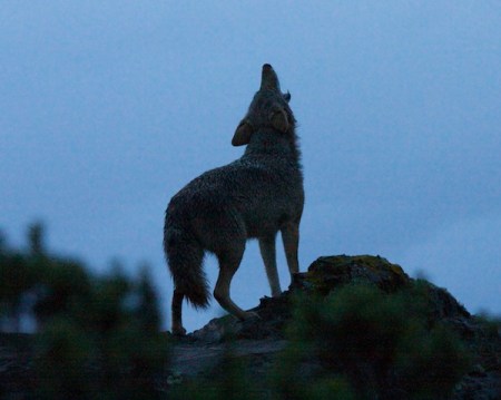 Urban coyote photo via Coyote Yipps