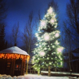 CPW recycles Christmas trees for fish habitat Coyote Gulch