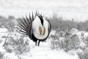 Sage Grouse in winter photo via Middle Colorado Watershed Council