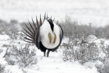 Sage Grouse in winter photo via Middle Colorado Watershed Council