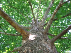 Sycamore Tree photo via Wikipedia