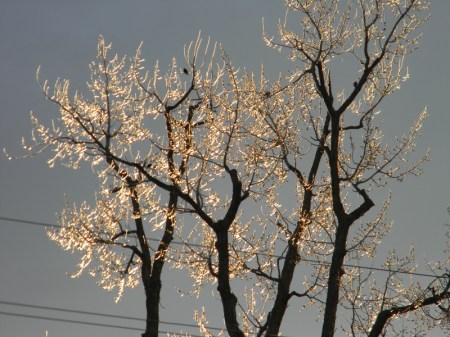 Sunrise from the back porch at Gulch Manor after freezing drizzle event January 2015