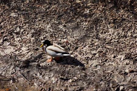 iamnotalonegreghobbs03292015