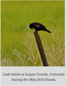 redwingedblacbirdsouthplattebasin062015bobberwyn