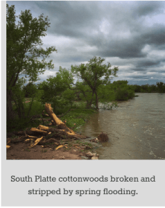 southplatteconttonwoodsbrokenandstrippedbyspringflooding062015bobberwyn