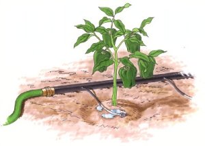 Drip irrigation graphic via Sonoma County Nurseries Resource